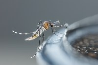 Lotta alla zanzara, il piano 2024 del Comune: via al porta a porta