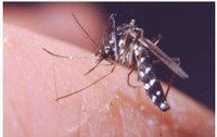 Piano comunale di lotta alle zanzare: ecco i bollettini settimanali